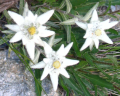 EDELWEISS