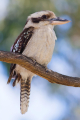 KOOKABURRA